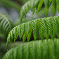 Cyathea Cooperi Revolvulum 